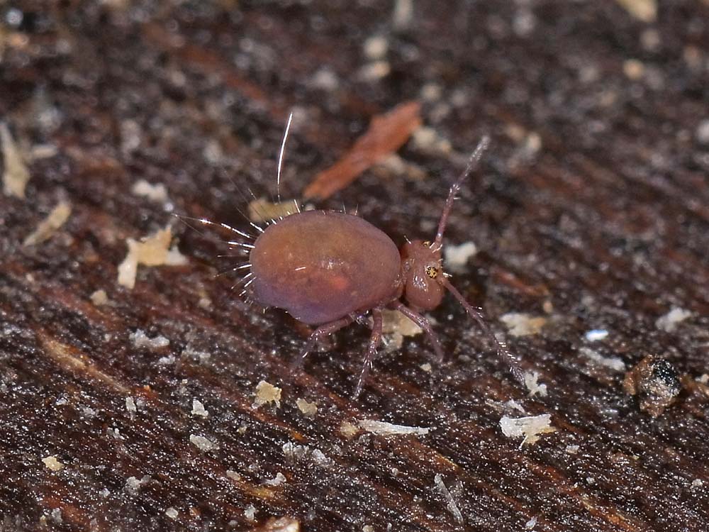 Calvatomina rufescens?